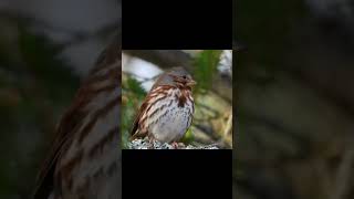 FOX SPARROW CLOSEUP shorts youtube trending birds sparrow fox song cute beast [upl. by Bronwen916]