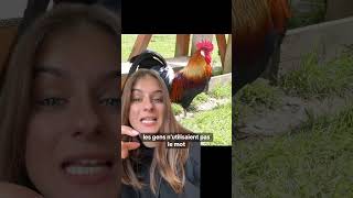 Tu savais que le coquelicot était lié au coq  🐔 youtubecreatorcommunity [upl. by Polash]