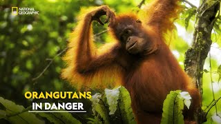 Saving Orangutans  Mission Critical  हिंदी  Full Episode  S1  E2  Nat Geo [upl. by Sampson]