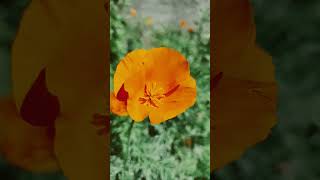 eschscholzia [upl. by Albertine]