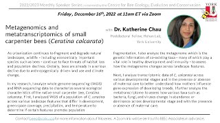 Katherine Chau  Metagenomics and metatranscriptomics of small carpenter bees Ceratina calcarata [upl. by Nyllij]