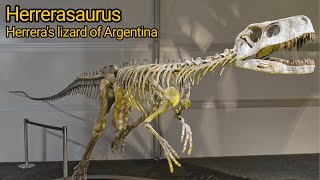 Herrerasaurus One of the earliest Saurischian dinosaur [upl. by Root]