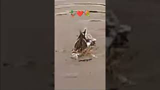 DUCKS MATING male Duck forces female under water for a short time Nov UK wild nature zoom sm s14 [upl. by Vierno]