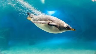 Penguins flying underwater at Sea World 🗺 Orlando Florida [upl. by Neirad]