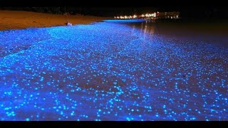 MALDIVE LA SPIAGGIA BIOLUMINESCENTE SI ILLUMINA DI NOTTE  A bioluminescent waves in Maldives beach [upl. by Krall258]