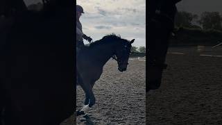 Final prep ahead of Petplan Area Festival Championships 🏆 dressage dressagerider horse equine [upl. by Nnyl370]