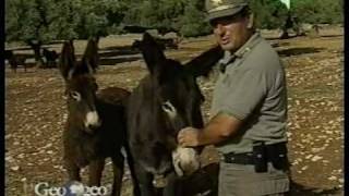 LAsino di Martina Franca  Documentario Geo amp Geo [upl. by Andromada262]