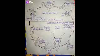 Life cycle of Trypanosoma zoology Bsc 3 year [upl. by Anilehs]