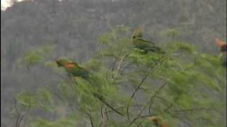 Red Fronted Macaws Part I and Part V [upl. by Hgielyk]