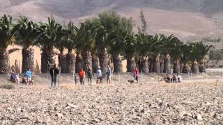 Carrera de Podencos Canarios en Fuerteventura parte I [upl. by Llenrod789]