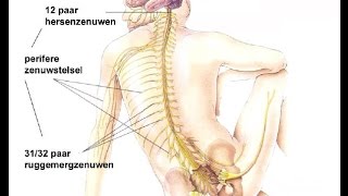 Indeling zenuwstelsel [upl. by Nolad813]