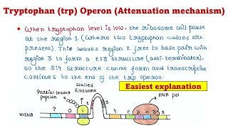 Trp Operon  Attenuation mechanism [upl. by Latonia]