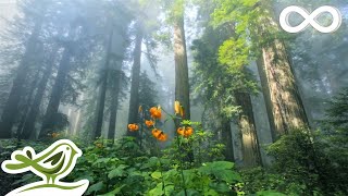 Sunny Mornings Beautiful Relaxing Music with Piano Guitar amp Bird Sounds by Peder B Helland [upl. by Mungam]