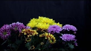 Chrysanthemum indicum  Chrysanthemen Chrysanthemums [upl. by Naraa]