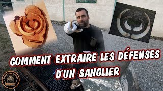 TUTO Comment extraire les defenses dun sanglier [upl. by Akeem450]