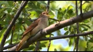 Nature Sounds  Birdsong Nightingale Singing [upl. by Thaddaus]