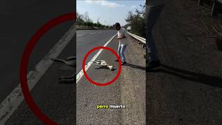 ¡Encontrarse un perro muerto al borde de la carretera [upl. by Incrocci]