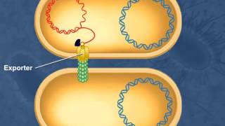 GCSE Biology  What Are Bacterial Diseases  Treatment and Prevention 37 [upl. by Imhsar529]