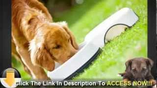 Should Your Shih Tzu Eat Homemade Dog Food [upl. by Aninat]