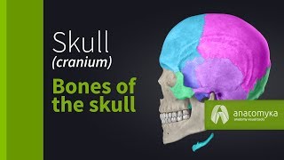 Skull cranium  Overview of the bones of the skull Anatomyka app 3D model [upl. by Nagle]