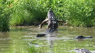 Lacassine National Wildlife Refuge Lake Arthur La Alligator eating amp protecting its meal Part 1 [upl. by Mendez]