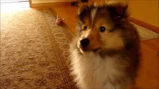 Shetland sheepdog  Green Day 11 weeks [upl. by Fairley]