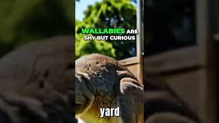 Wallabies The Perfect Exotic Pet for Your Home Top 7 Exotic Pets You Can Own Legally [upl. by Rednaskela]