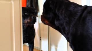 Funny rottweiler and mirror [upl. by Surat]