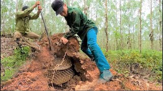 Hungry KING COBRA  NEW ANIMALS [upl. by Apollo]