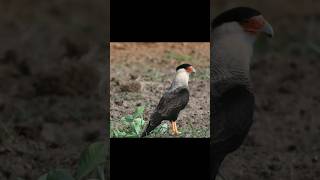 Caracara stine🤨 guajira caracara halcon aves [upl. by Harbot826]