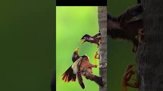 Mynah bird delivering food in the rain The picture is so beautiful Wildlife up close amazingbirds [upl. by Eicyac]