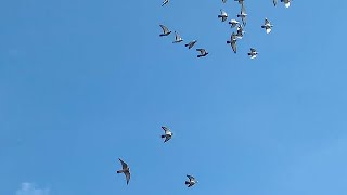 Falcon Attacking Pigeons Like a Hawk [upl. by Rolyks787]