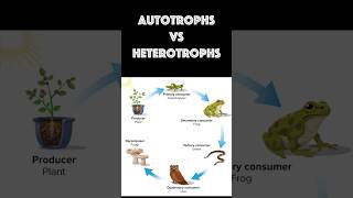 Autotrophs vs Heterotrophs science organisms [upl. by Yrohcaz836]