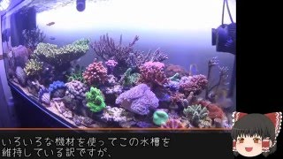 サンゴ水槽 システム紹介動画 Part1 システムざっくり説明 [upl. by Nnybor]