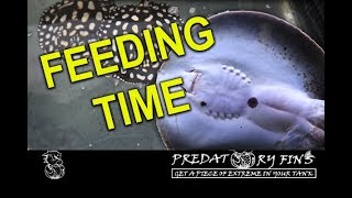 STINGRAY FEEDING TIME 50 lbs of FOOD per DAY at STINGRAY BIOLOGY [upl. by Herold]