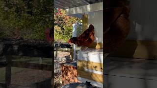 Favorite Perch backyardflock backyardchickens hens chickencoop rhodeislandred [upl. by Bainbrudge137]