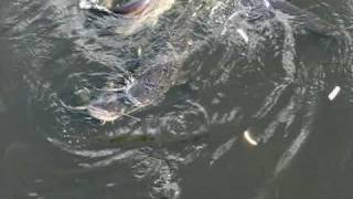 Catfish at Chernobyl Nuclear Power Plant [upl. by Ossie]