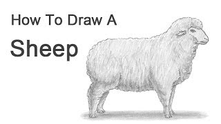 How to Draw a Sheep [upl. by Cirdes]