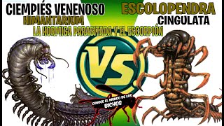 CIEMPIÉS VENENOSO VS ESCOLOPENDRA  LA HORMIGA CON PARÁSITOS Y EL ESCORPIÓN [upl. by Lisabeth]