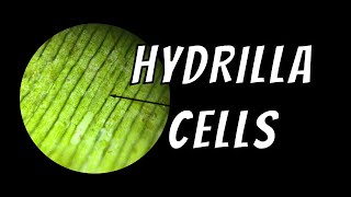 Hydrilla Cells  Under Microscope [upl. by Miuqaoj]