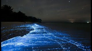 The amazing glittering luminous SEA OF STARS in the MALDIVES [upl. by Suiradel]