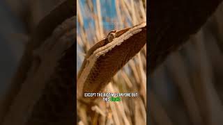 Gecko Shoots Tail at Opponents 🦎🐍 Goldentailed Gecko animals nature wildlife [upl. by Sandon414]