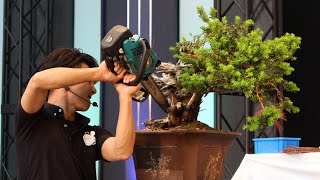 Taiga Urushibata Bonsai demo at the WBC [upl. by Yramliw297]