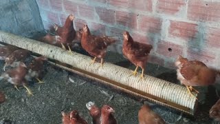 Mira la manera de criar a tus gallina ponedoras en galpón cría de gallinas Cómo cuidar a tus gallina [upl. by Radie]