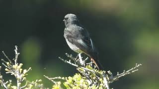 Phoenicurus ochruros Colirrojo tizón Black redstart [upl. by Dannye]