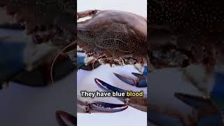 Unbelievable Crab Facts You Never Knew [upl. by Gusta]