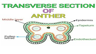 Transverse Section of Anther  Pravin Bhosale [upl. by Teteak]