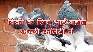 pouter pigeonpouter pigeon Malayalampouter pigeon price in indiapouter pigeon flyingpigeon [upl. by Ursulette]