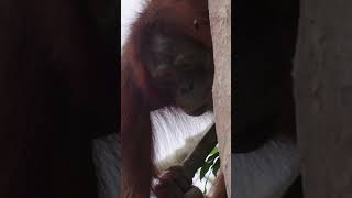 Breakfast Time for Orangutans babyanimal cuteanimals orangutan [upl. by Downes471]