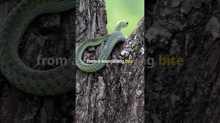 The Deadly Boomslang wildlife shorts [upl. by Ephram]